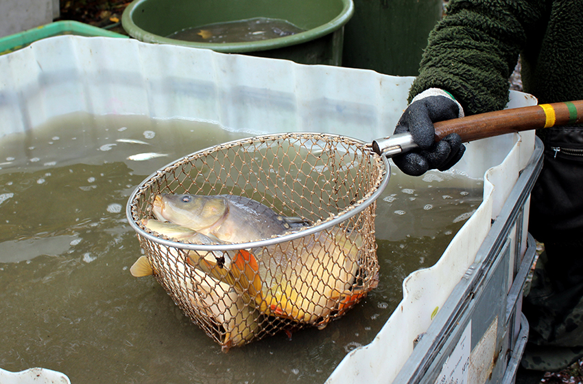 Frischer Fisch aus der Fischzucht Seidmannsdorf